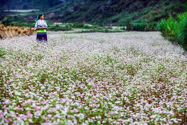 Hoa  tam giác mạch là loài hoa đặc trưng của cao nguyên đá Đồng Văn (Hà Giang). Hoa nở rộ vào trong khoảng tháng 10 đến tháng 11 mỗi năm. (ảnh: V.Linh)