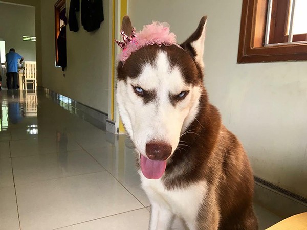 Những  chú chó Husky đáng yêu là thú cưng gần gũi, được nhiều người trân trọng, nâng niu. Với sở thích bạ đâu ăn đó, thích ngồi bồn tắm, thích chụp hình cùng gương mặt ngáo ngơ hài hước thì Riềng sẹo là một trong những gương mặt thú cưng đang được cộng đồng mạng chú ý.