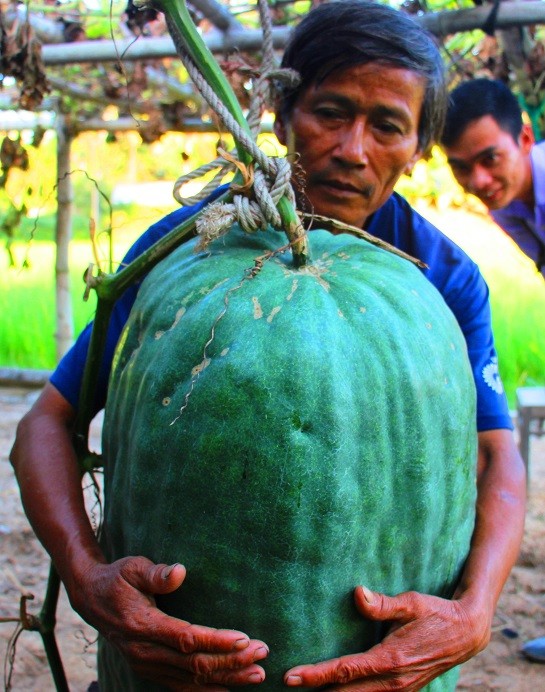 Nhiều năm qua,  bí đao khổng lồ có trọng lượng trung bình 60kg/ quả, có quả nặng gần 100kg, được trồng nhiều ở làng Chánh Trạch 1 và Chánh Trạch 2 (xã Mỹ Thọ) với 60 hộ tham gia như nghề truyền thống.