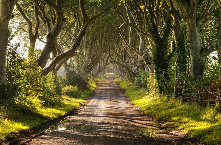 Dark Hedges – con đường vừa đẹp vừa ma mị tại Bắc Ireland.