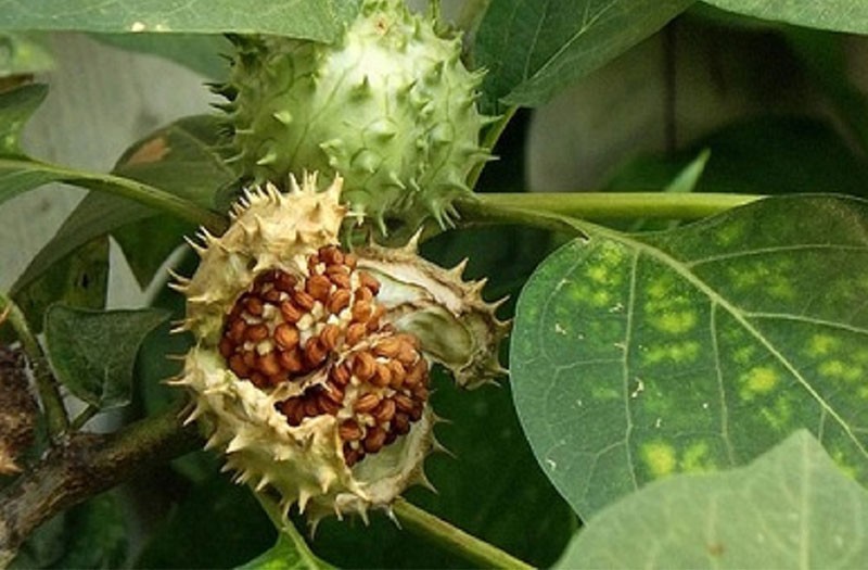 Cà độc dược (Datura metel) là một cây dại mọc tại nhiều vùng miền của Việt Nam. Cà độc dược là một vị thuốc quý trong Đông y. Tuy vậy, với độc tính cao, nó chỉ được dùng theo hướng dẫn của bác sĩ