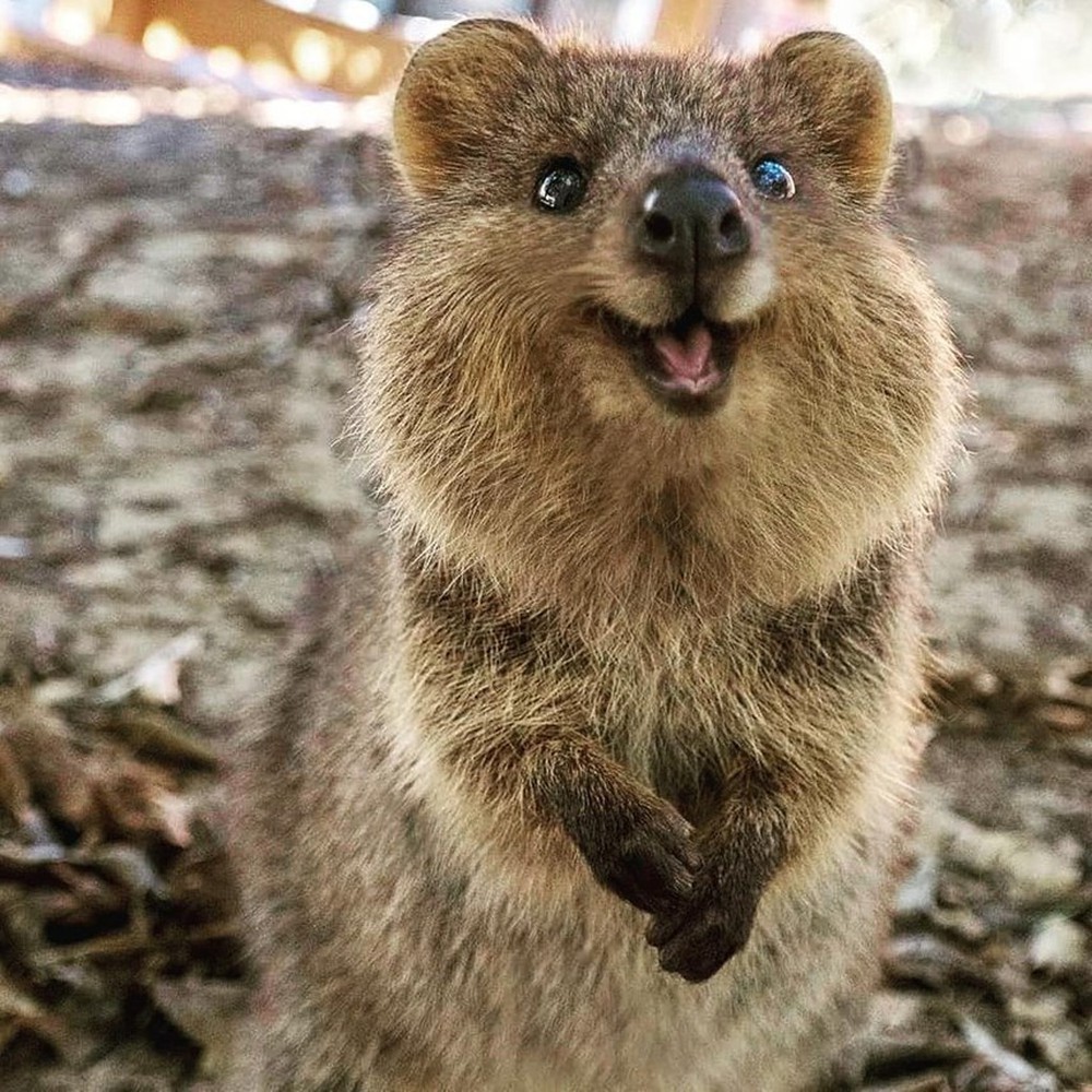  Quokka chỉ sống trên một số hòn đảo nhỏ của nước Úc, như đảo Rottnest và đảo Bald. Chúng có họ hàng với Kangaroo (còn gọi là Macropodidae). Ảnh: Grunge.