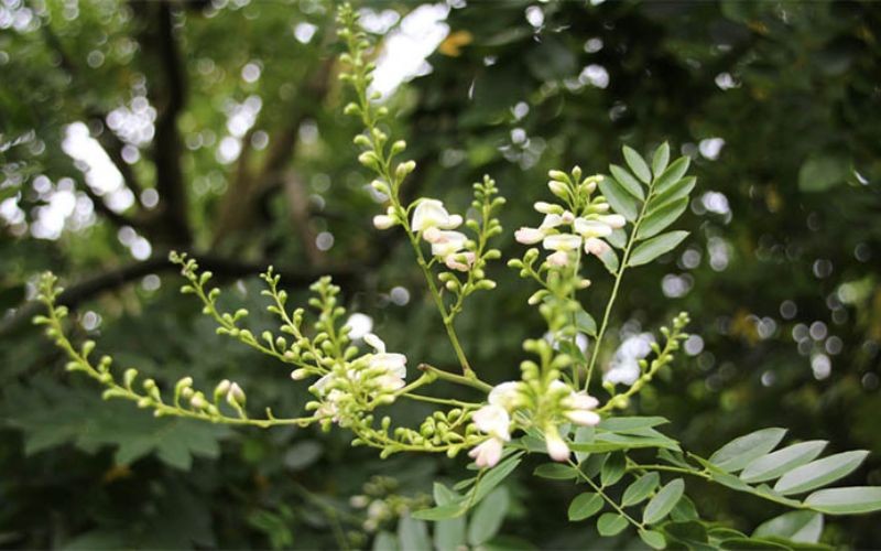   Cây hòe có tên khoa học là Styphnolobium japonicum (L.) Schott, thuộc họ Đậu (Fabaceae). Là loại thân gỗ, cây hoè trưởng thành có thể cao tới 15m. Cây có nụ màu vàng, khi nở thành hoa chuyển sang màu trắng ngà. Hoa hoè thường nở thành chùm, có hương thơm, vị đắng.