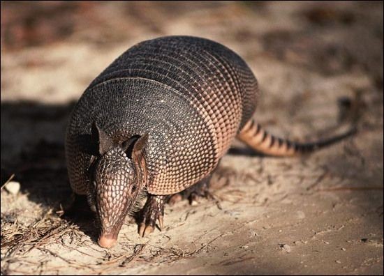 Tê tê Armadillos được coi là "đứa con lai kỳ quái" của thế giới động vật khi vừa giống những con thú ăn kiến, lại vừa giống những con Tatu.