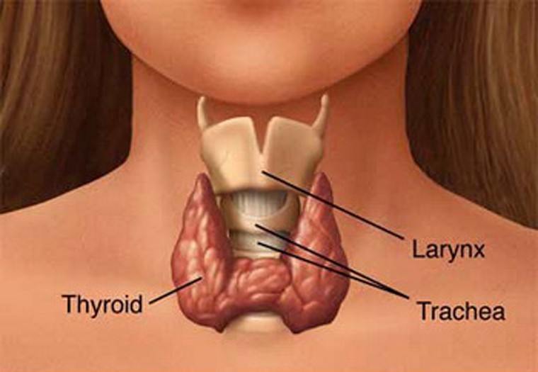 Tuyến giáp là bộ phận ở vị trí mặt trước của cổ, có hình thù khá giống một chú bướm. Cơ quan này có chức năng tiết hormon kiểm soát quá trình trao đổi chất diễn ra trong cơ thể.