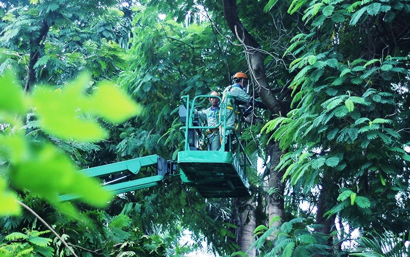 Nhằm phục vụ dự án thi công dự án đường sắt đô thị Hà Nội , tuyến Nhổn – Ga Hà Nội, Sở Xây dựng Hà Nội đã cấp phép  chặt hạ, di dời 130 cây xanh, đoạn từ hồ Thủ Lệ đến nút giao Núi Trúc – Kim Mã (quận Ba Đình, TP Hà Nội). Ghi nhận của  PV Kiến Thức chiều 12/9, các đơn vị chức năng đang cắt các cành cây lớn đoạn bờ hồ Thủ Lệ để chuẩn bị cho việc chặt hạ, di dời cây xanh.