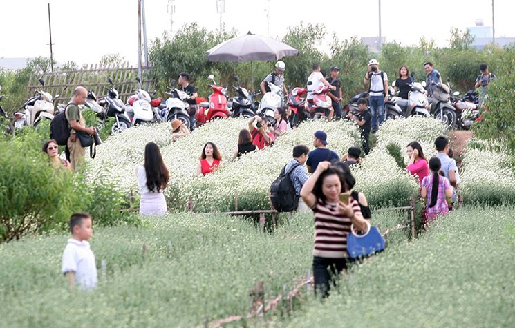 Mỗi ngày có hàng trăm lượt người đổ về làng hoa Nhật Tân (quận Tây Hồ, Hà Nội) để chụp ảnh, nhất là hai ngày cuối tuần.