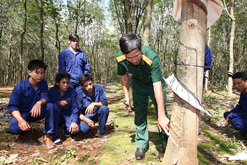 Sau đây là những hình ảnh đẹp  Quân đội Nhân dân Việt Nam. Ảnh: Cán bộ Công ty 75 (Binh đoàn 15) hướng dẫn cách cạo mủ cao su cho công nhân là đồng bào dân tộc Gia Rai ở đội 13, huyện biên giới Đức Cơ, tỉnh Gia Lai. (Ảnh: Trọng Đức/TTXVN)