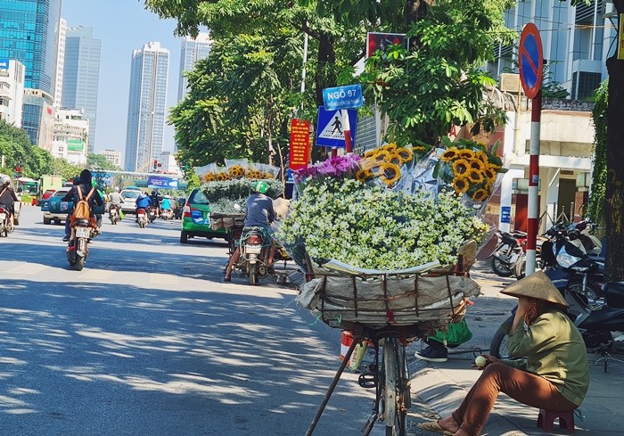 Cứ vào tháng 11 hàng năm - thời điểm giao mùa, cuối Thu đầu Đông, những chiếc xe chở  cúc họa mi lại nối tiếp nhau, rong ruổi khắp nẻo đường, góc phố Hà Nội.