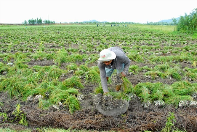 Củ kiệu (giới bạch, tiển toán, tiểu căn toán) hay còn có tên tiếng Anh là Allium chinense G.Don. Củ kiệu thuộc dòng họ nhà hành. Phần đầu của củ kiệu có màu trắng to, hơi phình ra. Nhìn nó rất giống hành nhưng kiệu lại nhỏ hơn hành nhiều. (Ảnh: Sưu tầm).