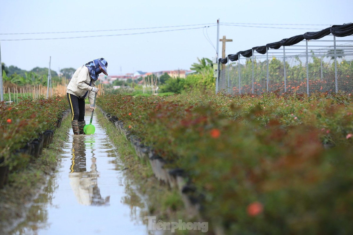 Như bao ngày bình thường khác, ngày mùng 8/3, những người phụ nữ làng hoa vẫn ra đồng làm việc. Trên cánh đồng thôn Đại Bái (xã Đại Thịnh, Mê Linh-Hà Nội), chị Phạm Thị Thu đang tất bật chăm sóc vườn hoa hồng. Sau Tết, gia đình chị trồng 1,5 mẫu hoa các loại, chủ yếu là hoa hồng để phục vụ dịp 8/3.