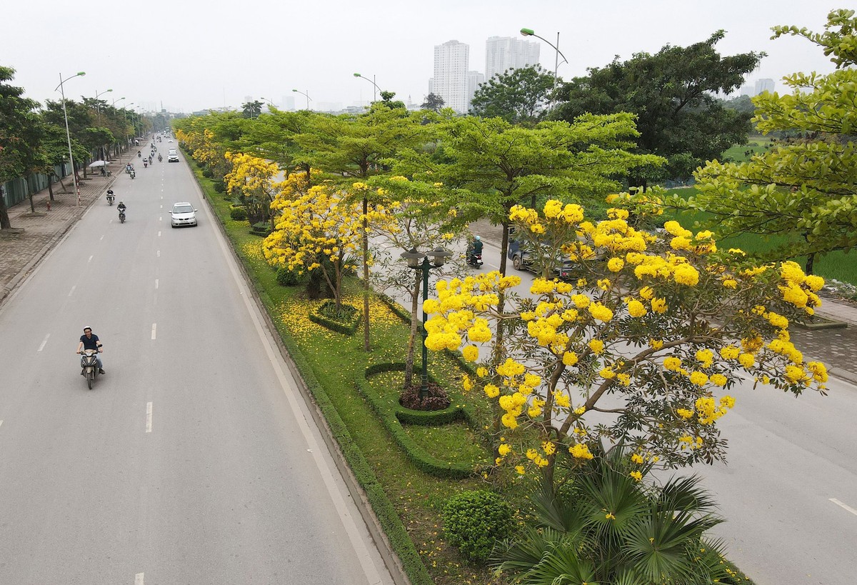 Cung đường rực rỡ sắc vàng của hoa phong linh khu đô thị Văn Phú (phường Phú La, quận Hà Đông).