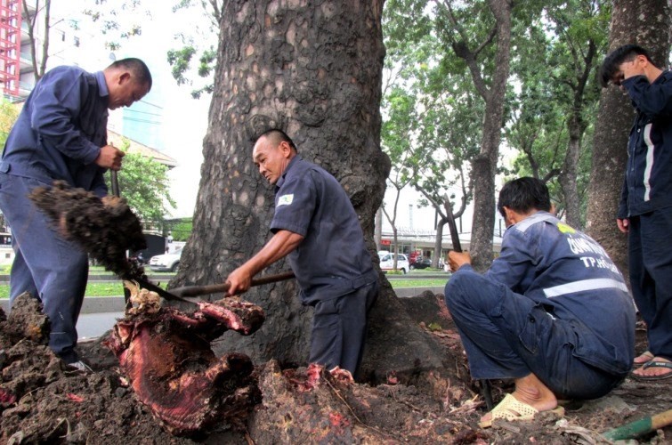 Được biết, sẽ có nhiều cây gỗ xà cừ bị bứng gốc trên đoạn đường Tôn Đức Thắng gần ngã tư Nguyễn Hữu Cảnh (phường Bến Nghé, Quận 1) để phục vụ cho tuyến đường sắt Metro băng ngang qua khu vực này. Khoảng hai tuần trước, hai cây xà cừ gần đó đã bị chặt bỏ.