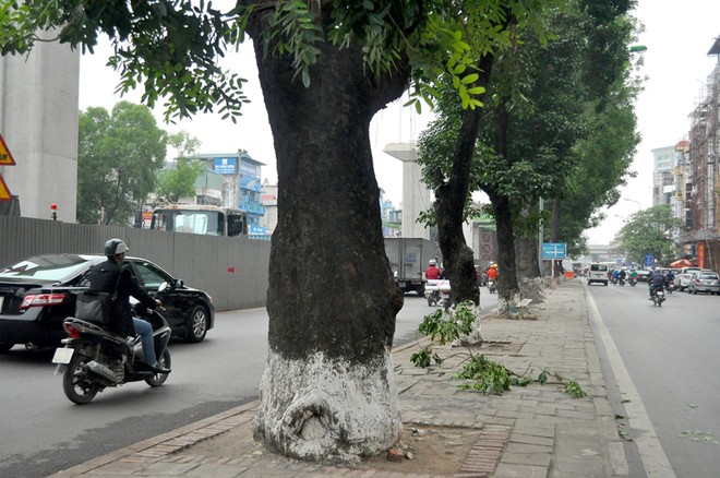 Theo khảo sát, trên tuyến đường Nguyễn Trãi (quận Thanh Xuân - Hà Nội) hiện có gần 600 cây bóng mát trên vỉa hè, tuy nhiên có tới gần 200 cây không đúng chủng loại mà Sở Xây dựng Hà Nội đề xuất chặt hạ trong đó có 26 cây bàng, 160 cây keo...