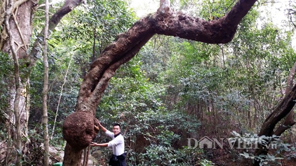 Theo người làm bảo vệ ngôi chùa Lôi Âm (phường Đại Yên, TP Hạ Long, tỉnh Quảng Ninh) thì hơn 25 năm trước, anh chuyển về đây đã thấy cây lạ có một bầu lớn gần gốc. Theo thời gian cây lớn lên thì "cái bầu" này càng phình to ra.