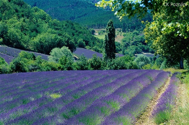 1. Vùng Provence (Pháp) được mệnh danh là xứ sở hoa oải hương.