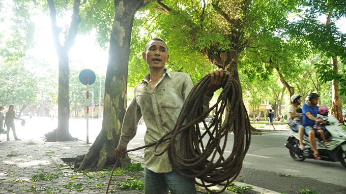 Với anh Bốn (31 tuổi- quê ở Quốc Oai - HN) thì nghề hái sấu đã gắn bó thân thuộc và mang lại thu nhập cho gia đình anh.