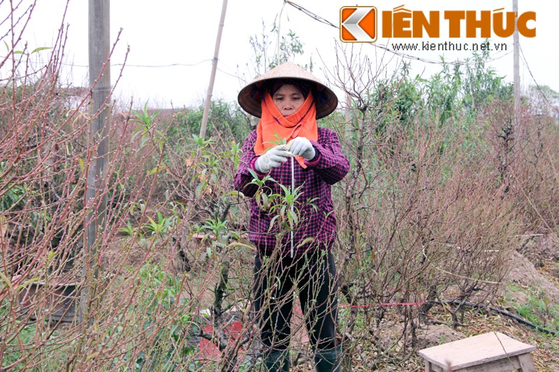 Gần hai tháng nữa là đến Tết Nguyên đán vì thế những ngày này,  làng đào Nhật Tân (Hà Nội) đang vào "vụ mùa làm mật", dồn công sức cho một vụ mùa bội thu. Người dân đã nhiều vườn đào đã bắt đầu tuốt lá cho cây.