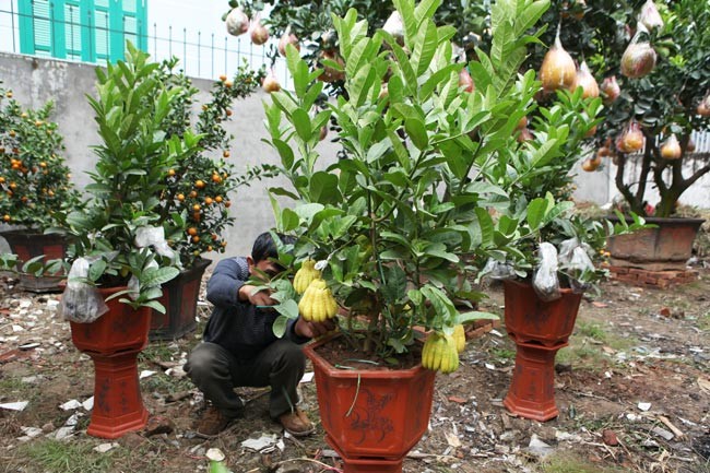 Những cây phật thủ đang được bày bán trên đường Lạc Long Quân (quận Tây Hồ, Hà Nội), phục vụ người dân chơi dịp Tết Âm lịch.