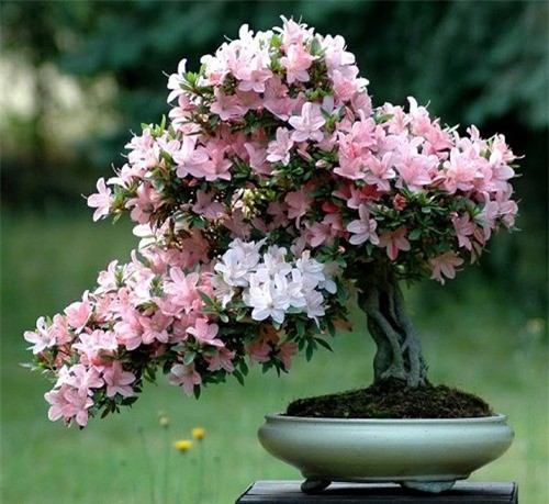 Hình ảnh chậu cây cảnh bonsai đỗ quyên nở hoa khiến ai cũng phải thích thú. Đây là giống cây có hoa đẹp, màu sắc đa dạng, dễ trồng và nhân giống.