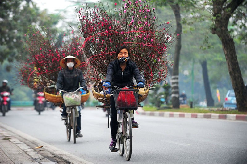 Mỗi độ Tết đến xuân về, hoa đào bung nở rực rỡ, theo xe xuống phố, mang chút ấm áp, tươi mới vào từng ngôi nhà. Ở các góc phố, chợ nhỏ, đâu đâu cũng thấy những cành đào đẹp mắt. Từ lâu, thú chơi đào Tết đã trở thành một nét đẹp tinh thần đáng quý của người dân Hà Thành. Ảnh: Reuters. Ảnh: Dân Việt.