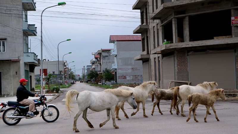 Gia đình anh Nguyễn Văn Dũng (42 tuổi) nhà ở phường Xương Giang (TP Bắc Giang) cũng đầu tư nuôi ngựa bạch từ năm 2005 và có thu nhập khá tốt từ nghề này. 6 giờ sáng mỗi ngày, anh Dũng đưa đàn ngựa của gia đình sang khu đô thị mới chăn thả. Anh cho biết do phải đi qua quốc lộ 1 cũ có mật độ giao thông cao nên bao giờ anh cũng phải đưa đàn ngựa đi sớm hơn giờ công nhân đi làm, 6 giờ chiều sau giờ công nhân tan ca nhằm tránh ách tắc, va chạm giao thông.