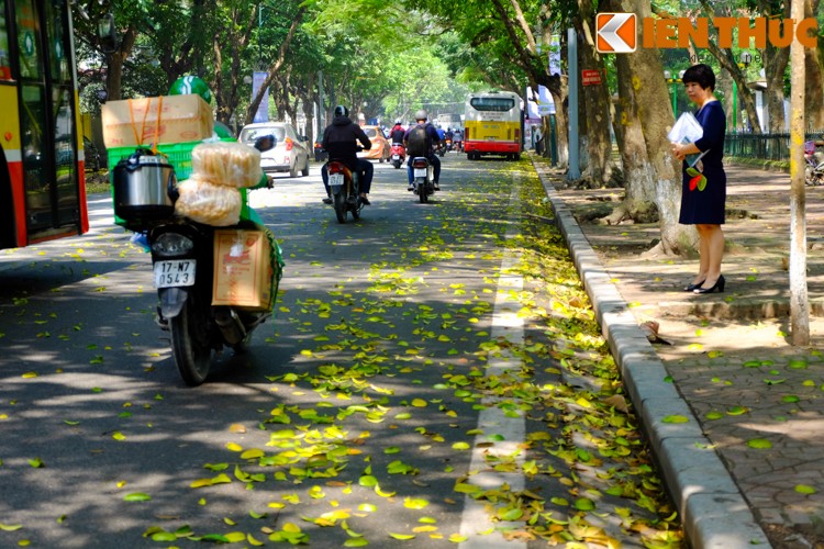 Những cơn mưa đầu mùa của tháng 4 khiến hàng sấu, xà cừ, bồ đề... trên phố trút lá. Đây cũng là thời điểm Hà Nội trở nên lãng mạn, nên thơ với những thảm  lá vàng rơi xao xác.