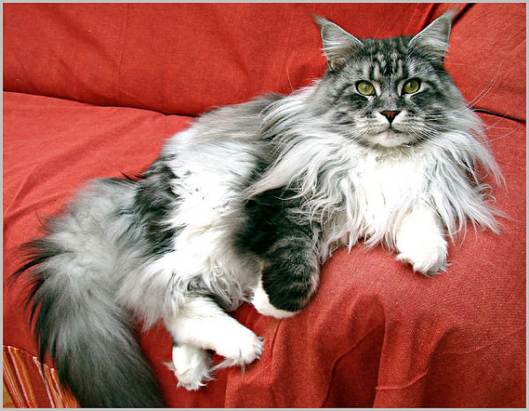 Mèo Maine Coon có nguồn gốc từ rừng tự nhiên ở Bắc Mỹ, nơi chúng được biết đến với khả năng săn mồi đáng sợ và vẻ đẹp hoang dã cuốn hút. Tuy nhiên, một số giả thuyết cho rằng giống mèo cảnh này có nguồn gốc từ giống mèo rừng Na Uy hoặc mèo Ankara và đã được lai tạo với giống mèo bản địa tại Mỹ để tạo nên giống mèo Maine Coon như ngày nay.