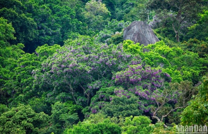 Bán đảo Sơn Trà (phường Thọ Quang, quận Sơn Trà) nằm cách trung tâm thành phố Đà Nẵng khoảng 10 km về phía Đông Bắc với ba mặt giáp biển, mặt còn lại giáp đô thị. Bán đảo Sơn Trà được mệnh danh là lá phổi xanh tái tạo oxy cho thành phố Đà Nẵng. Bởi những đặc trưng duy nhất và riêng có, nên bốn mùa trong năm, thiên nhiên nơi đây đã ban tặng con người một sắc màu tuyệt đẹp riêng biệt.