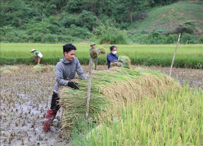 Vùng đệm của Khu bảo tồn thiên nhiên Pù Huống (Nghệ An) có hơn 120 bản thuộc 16 xã của 5 huyện, trong đó 90% cư dân là người dân tộc Thái. Ảnh: Người dân Pù Huống (Nghệ An) thu hoạch lúa vụ xuân.