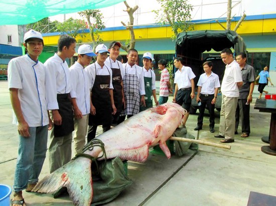 Con cá tra dầu này được bán cho nhà hàng Hai Lúa ở Long Xuyên – An Giang để chế biến các món ăn cho thực khách trong tỉnh này thưởng thức.