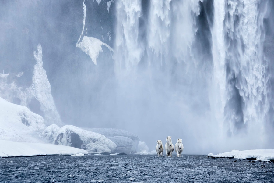 Hơn 1.000 năm tách biệt trên băng đảo,  ngựa Iceland là giống thuần chủng nhất trên thế giới, mang vẻ đẹp mạnh mẽ và có khả năng thích nghi cao.