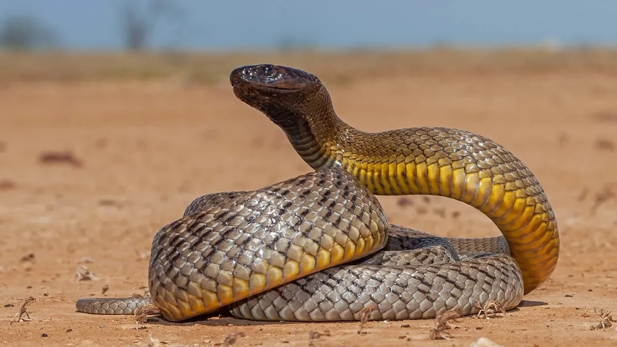  Rắn taipan nội địa (Oxyuranus microlepidotus) là loài bản địa Úc và được xem là loài rắn độc nhất trong tất cả các loài rắn trên cạn. Nọc độc của chúng gây chết người mà không có thuốc kháng nọc độc.