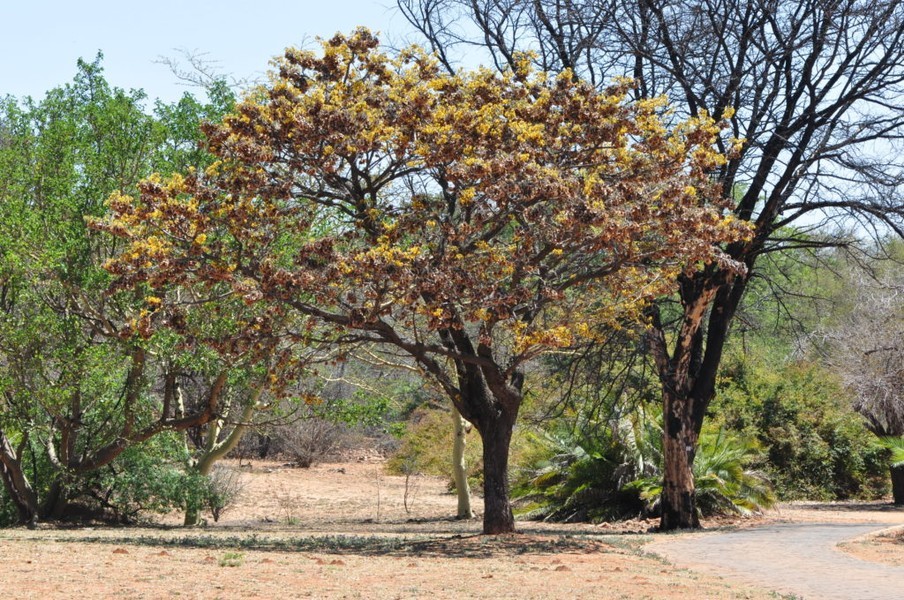 Pterocarpus angolensis là một  loài cây thân gỗ có khả năng kỳ lạ - chảy máu