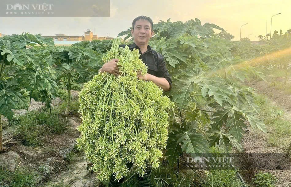 Mới sáng sớm, trên mảnh vườn trồng đu đủ đực đã thấy anh Hải, huyện Củ Chi (TP HCM) ôm một bó bông đu đủ đực to tướng. Trong vườn, những cây đu đủ đực tuôn các giò bông xúm xít...