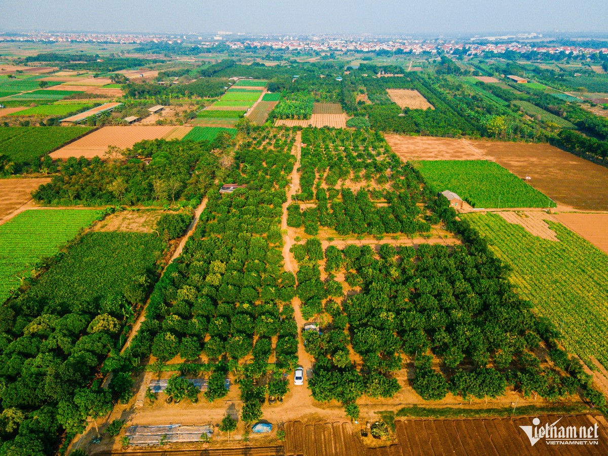 Hợp tác xã Đông Cao (xã Tráng Việt, huyện Mê Linh, Hà Nội) có khoảng 20 hộ trồng bưởi đỏ với tổng diện tích đất canh tác hơn 10ha.