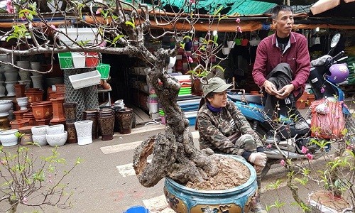  Cây đào độc đáo có tuổi đời hàng chục năm, có nguyên một bên thân đang lũa, chỉ còn lại phần vỏ nhưng vẫn bám chắc chắn ở phần gốc chính.