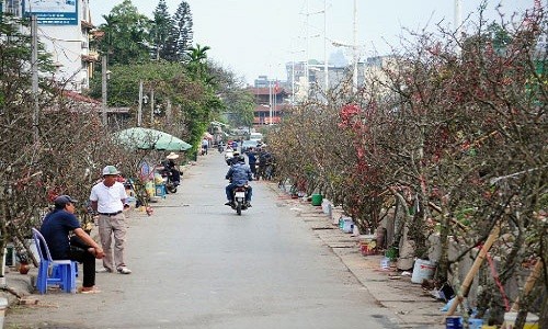 Gần đây, dọc 2 bên đường vào chợ hoa Quảng Bá (Tây Hồ, Hà Nội) bày bán la liệt những cành cây xù xì, màu đen chẳng khác gì những  cành củi khô.