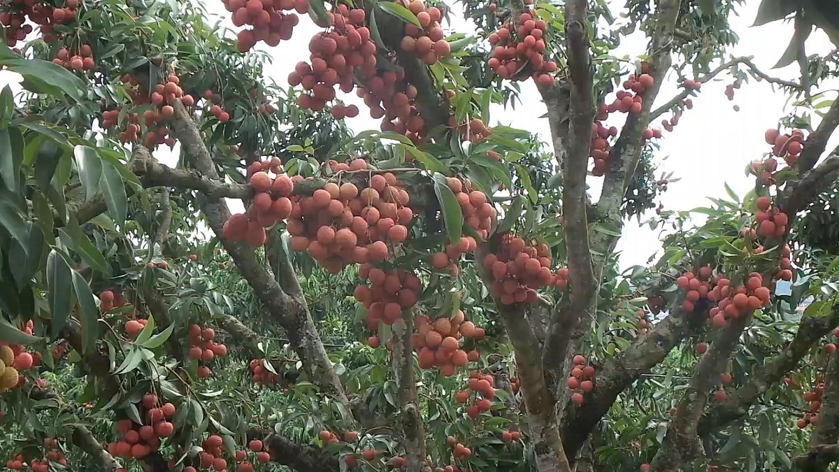 Bắt đầu từ giữa tháng 5 là thời điểm vải bắt đầu vào độ chín. Những  vườn vải sai trĩu quả luôn niềm hạnh phúc của người trồng. Ảnh: Achau.