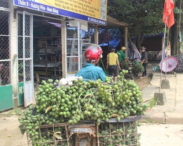 Vài năm trở lại đây, nhiều thương lái Trung Quốc không ngại chi tiền để mua một số  trái cây non của Việt Nam. Gần đây nhất là tình trạng thu mua cau non tại Bình Định, Sóc Trăng...Ảnh: Cand.