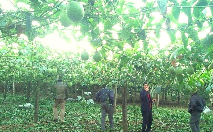 Bên cạnh mận tam hoa, đào mỏ quạ, chanh leo đang là cây trồng phổ biến ở Sơn La. Tính đến tháng 6/2017, toàn tỉnh Sơn La có khoảng 487 ha chanh leo tại các huyện Mộc Châu, Yên Châu, Mai Sơn, Phù Yên, Thuận Châu, Quỳnh Nhai và Sông Mã, trong đó huyện Mộc Châu chiếm hơn 300 ha. Ảnh: Red Pine.