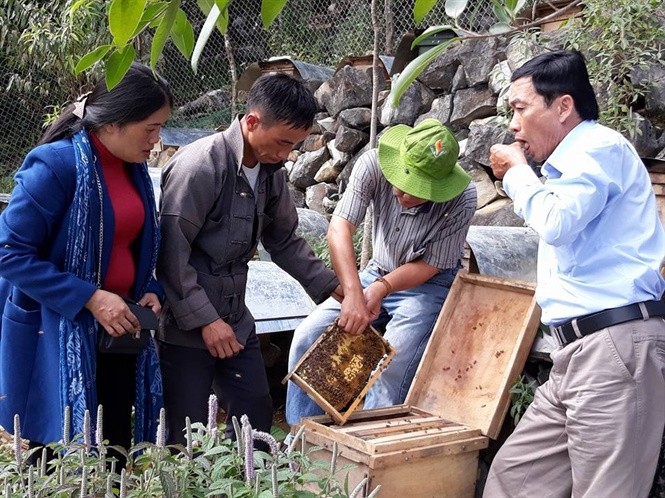 Từ lâu,  mật ong bạc hà trên cao nguyên đá Đồng Văn (Hà Giang) đã trở thành thương hiệu nổi tiếng trên thị trường. Ảnh: Nông nghiệp.