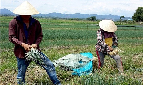 Do hiệu quả kinh tế từ việc trồng lúa nước thấp nên người dân nhiều khu vực ở thị xã Hương Trà, Thừa Thiên Huế chuyển sang trồng hành lá - một loại  rau gia vị phổ biến. Ảnh: Thuathienhueonline.