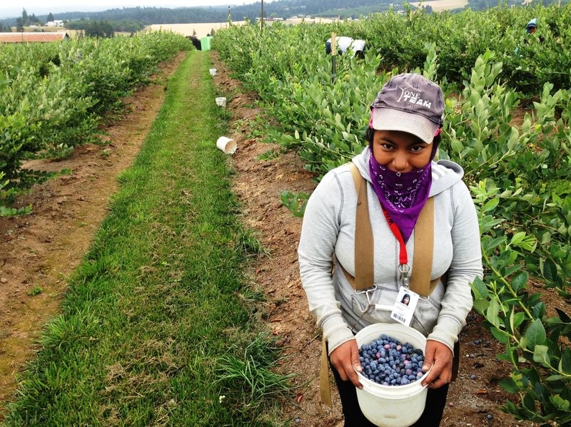 Peru hiện có khoảng 4.000ha diện tích trồng  việt quất, chủ yếu ở các vùng La Libertad, Ancash và Lima. Ảnh: Npr.