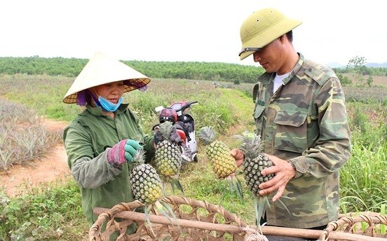 Thời gian này, bà con huyện Quỳnh Lưu, thị xã Hoàng Mai đang vào vụ thu hoạch  dứa với niềm vui được mùa, được giá. Ảnh: Baonghean.