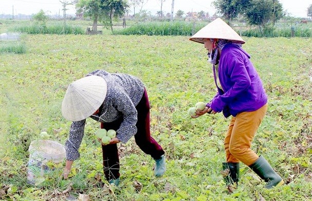 Những ngày cuối tháng 4, đầu tháng 5, bà con Diễn Châu (Nghệ An) phấn khởi bước vào mùa thu hoạch  dưa lê vụ Xuân 2018. Ảnh: Baonghean.