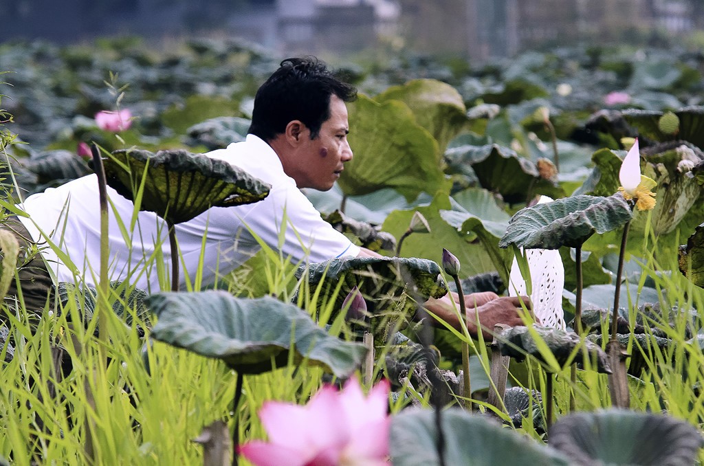 Anh Nguyễn Văn Hạnh (Ninh Xá, Thường Tín, Hà Nội) được mọi người biết đến với  đầm sen rộng trên 8.000m2, quy tụ khoảng 10 loài sen quý. Ảnh: Zing.