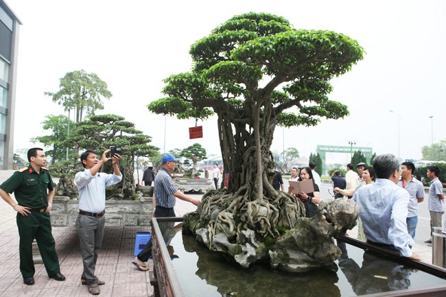 Ông Nguyễn Thành Nam (Việt Trì, Phú Phọ) được giới chơi  cây cảnh biết đến với siêu cây "mâm xôi con gà". Ảnh: Dân Việt.