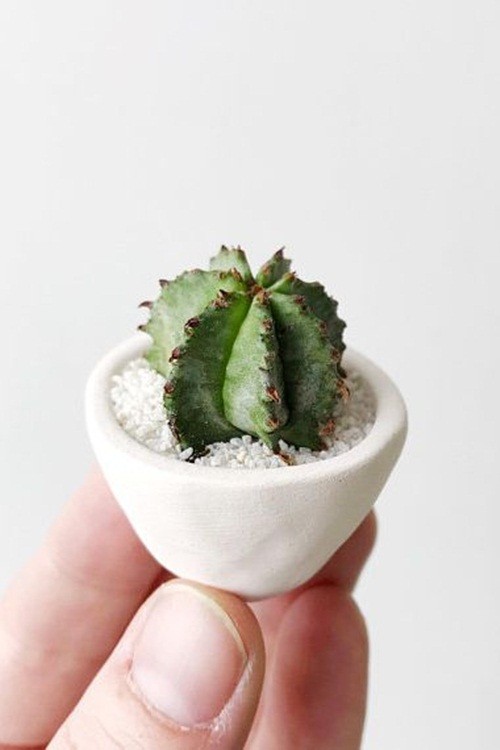 Herbie Mini &amp; Cactus Mini: Những  cây xương rồng của Joanna khiến nhiều người bất ngờ với kích thước của chúng chỉ từ 2-4cm bao gồm cả chậu. Ưu điểm của loại cây có giá khoảng 300 nghìn đồng này là nếu quên tưới nước cả tháng nó cũng không bị héo.