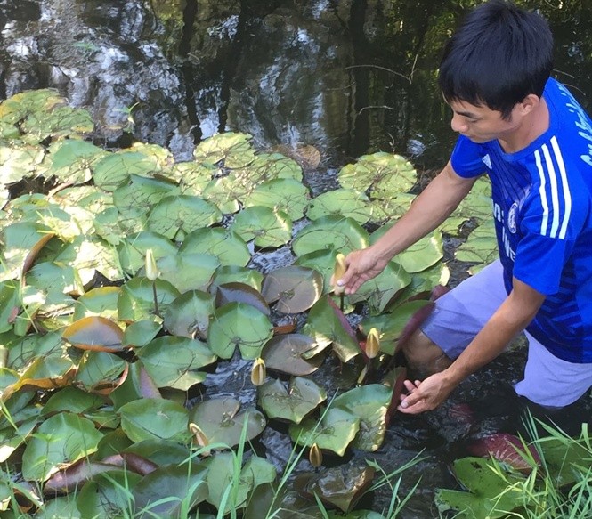 Có niềm đam mê đặc biệt với các loại hoa, chàng trai Huỳnh Văn Khanh (sinh 1989, xã Vinh Hải, huyện Phú Lộc, Thừa Thiên Huế) đã từ bỏ công việc nơi phố thị, về quê làm giàu với cây hoa súng. Ảnh: Nongnghiep.